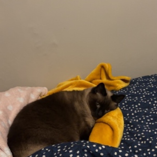 Lily