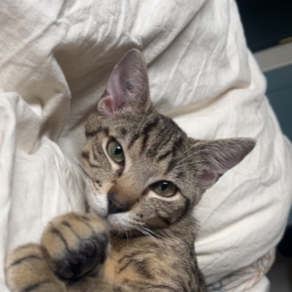 Ali