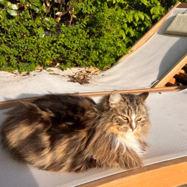 Photo de STELLA