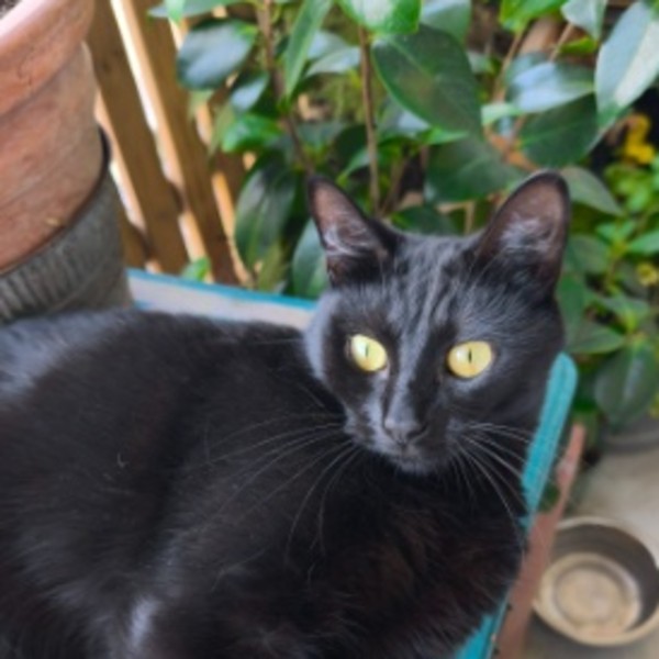 Jiji