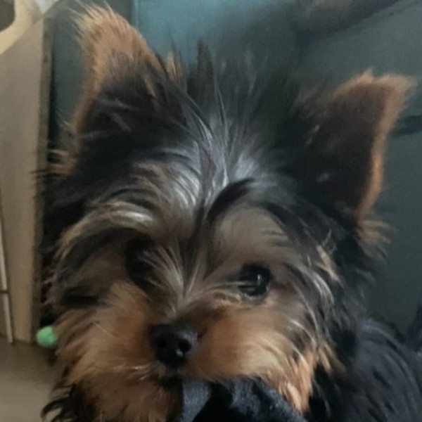 Toto