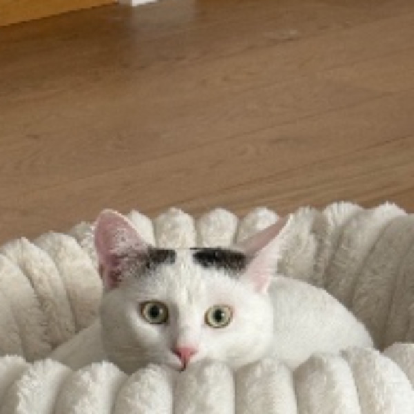 Photo de Aïko