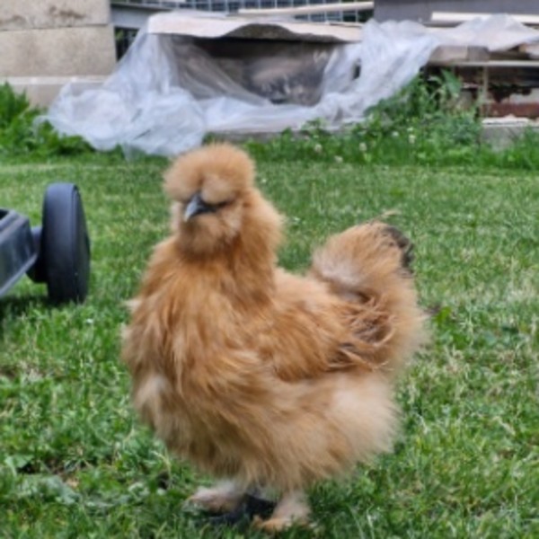 Mini pouce