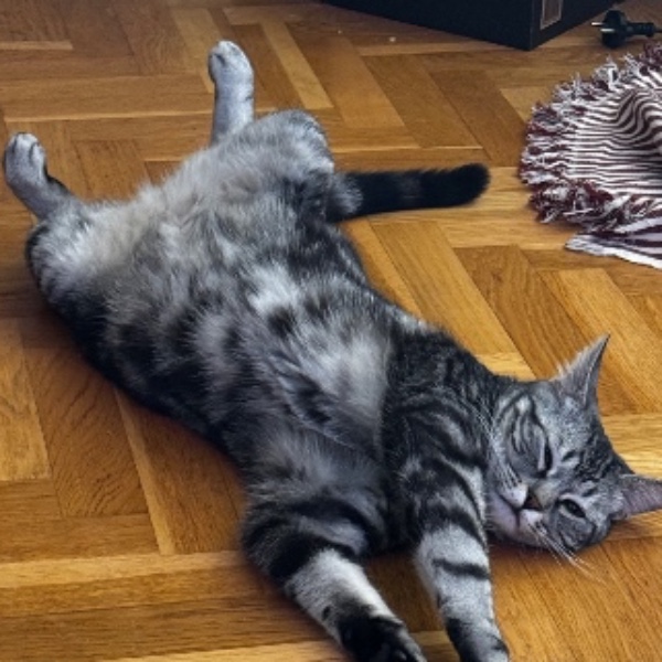 Photo de Grizou