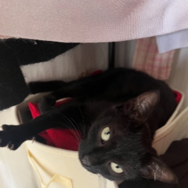 Suki