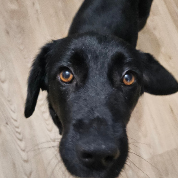 Blackie
