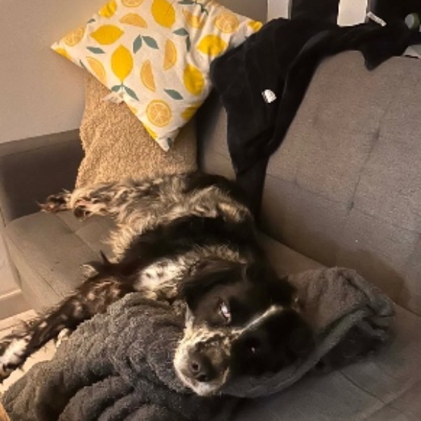 Photo de Laika
