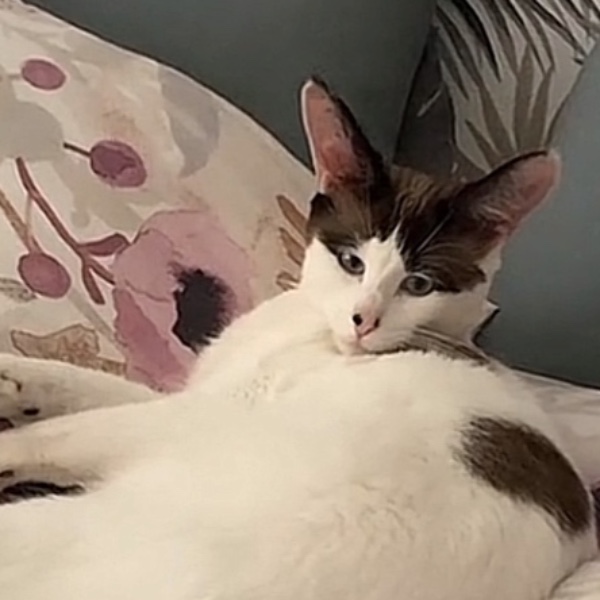 OREO