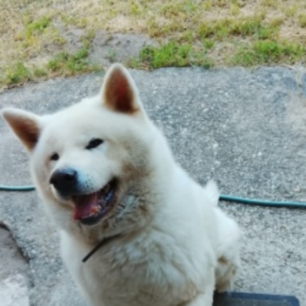 Narko