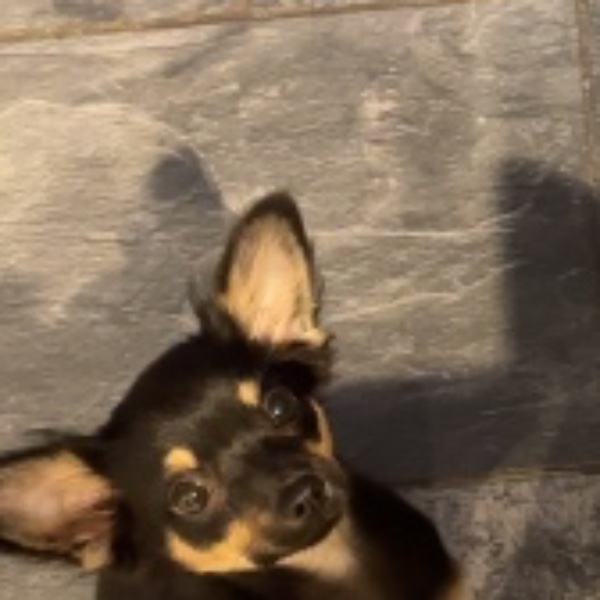Photo de Bonnie
