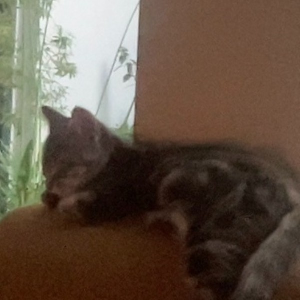 Photo de Bonnie