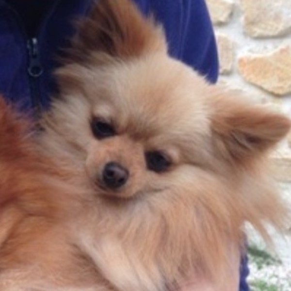 Teddy