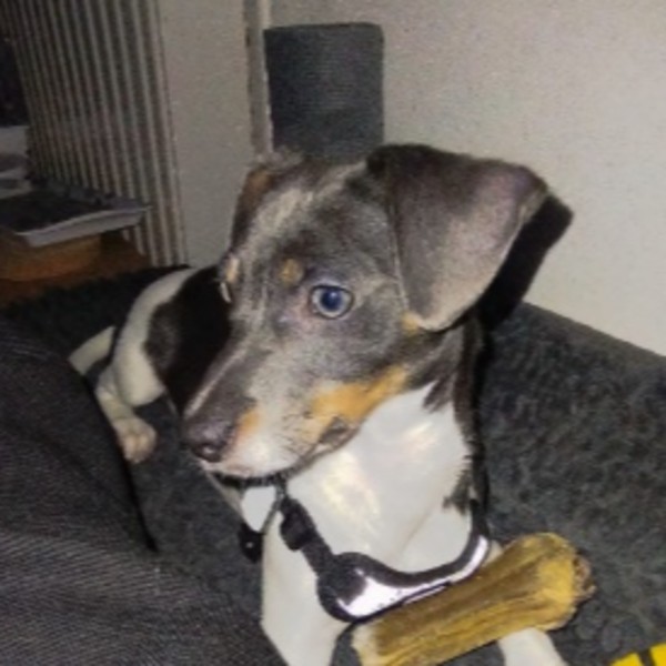 Photo de Valky
