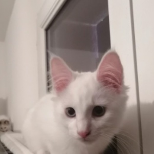 Loki