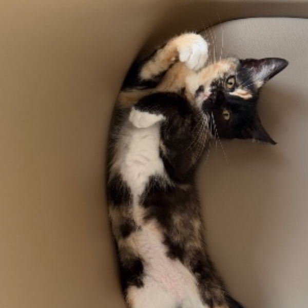 Luna
