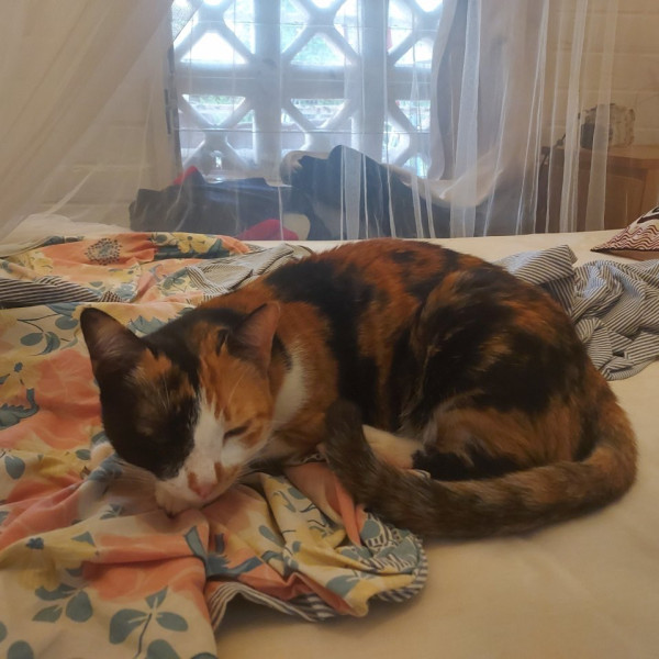 Photo de Nala