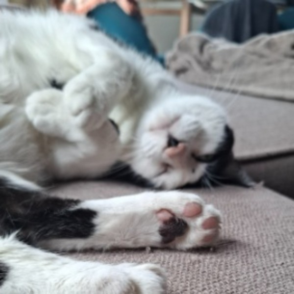 Photo de Tiramisu