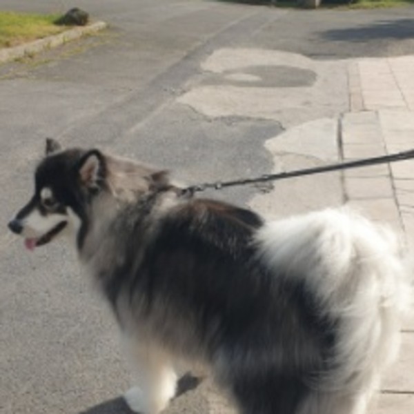 THAIKO