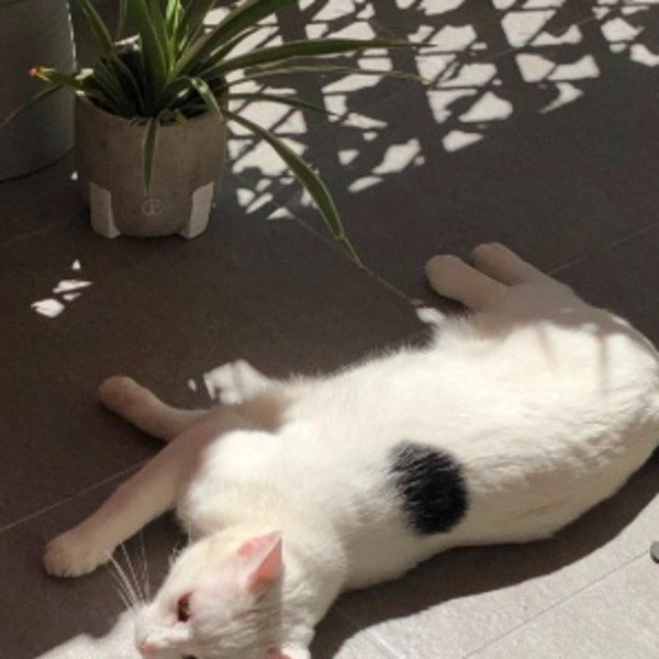 Photo de Charlie