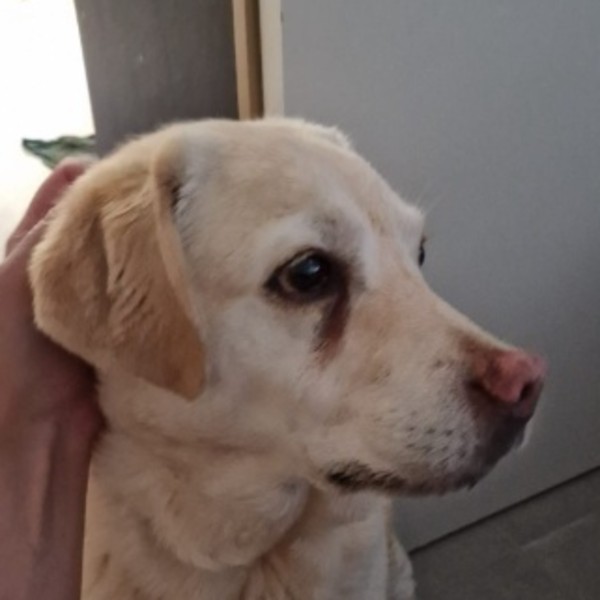 Photo de Leia