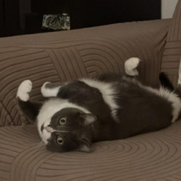 Photo de Luna