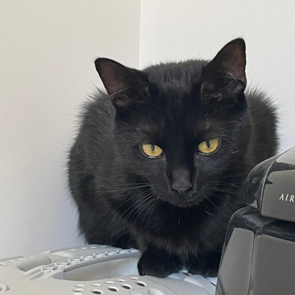 Photo de Onyx