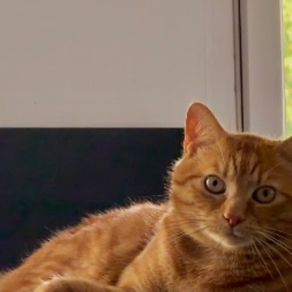 loki