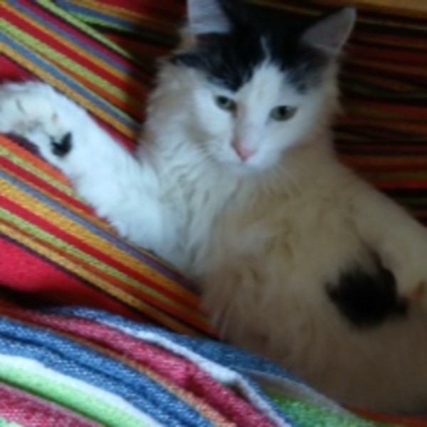 Photo de Guapo