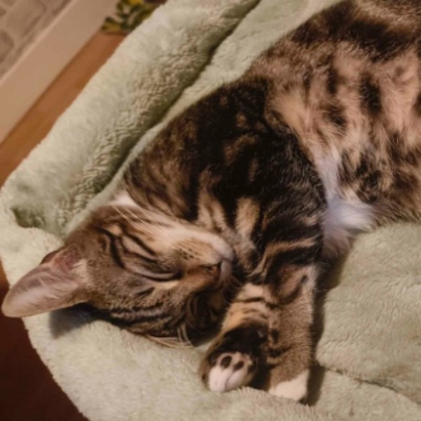 Câlin