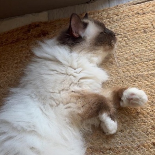 Photo de Milka