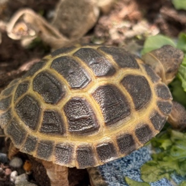 Blette la tortue