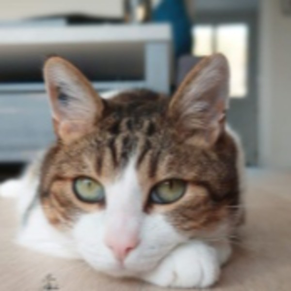 Photo de Chaussette