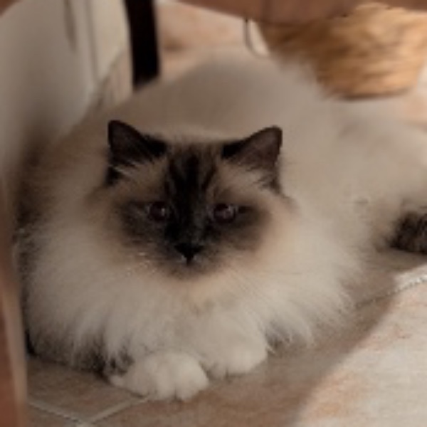 Photo de Papouille
