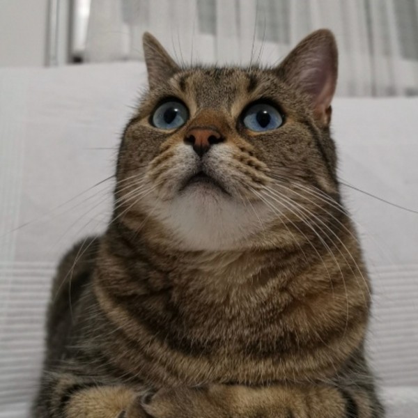 Moustic