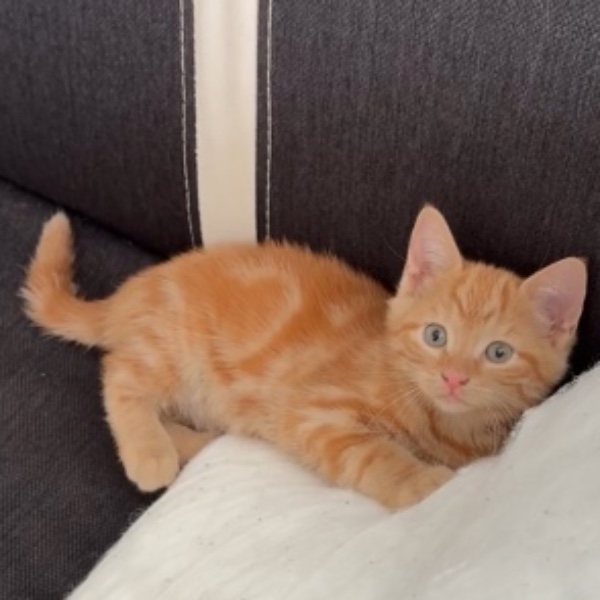 Caramel