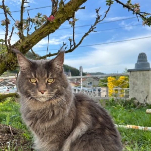 Photo de Simba
