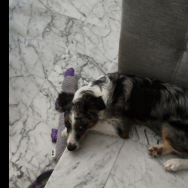 Photo de Milo