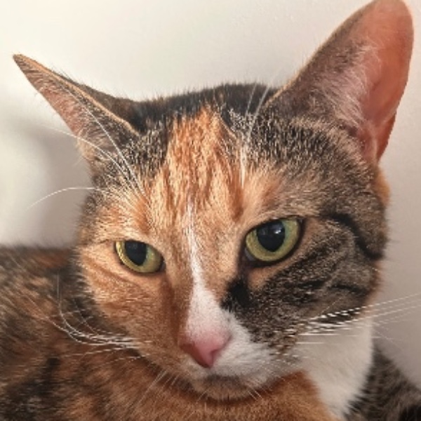 Photo de Bryiani