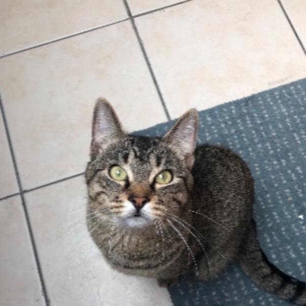 Tipote