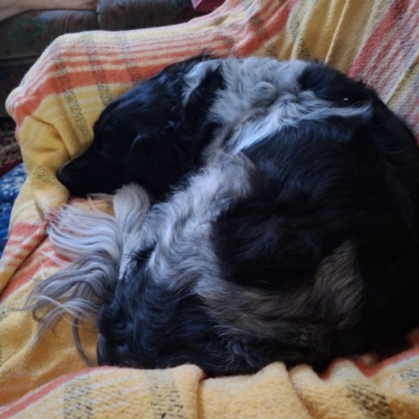 Photo de Twinkie