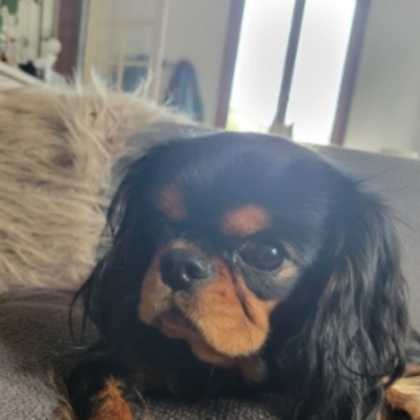ROSIE