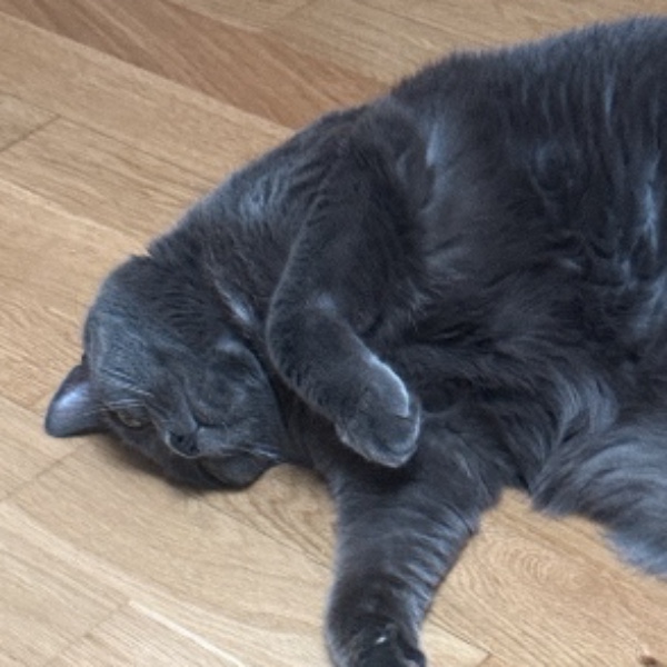 Mya