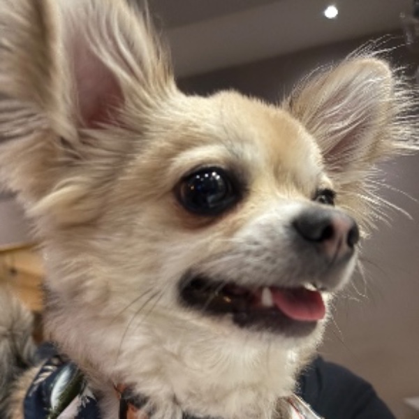 Dobby