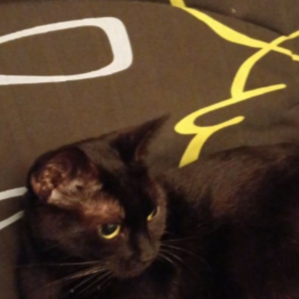 Photo de Nala
