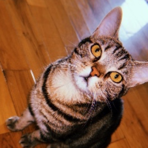 Whiskey
