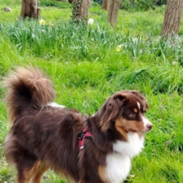 Photo de Ayrton