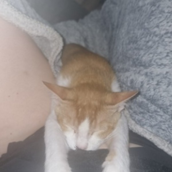 Milo L'incruste