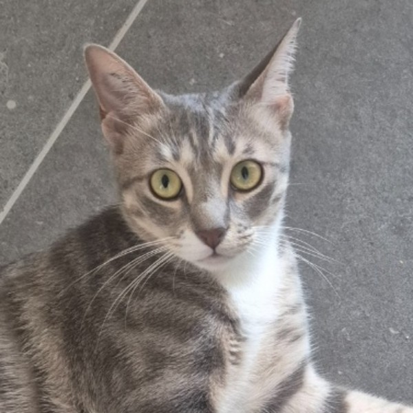 Gato