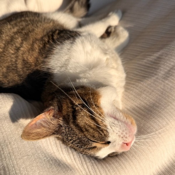 Photo de ZELDA