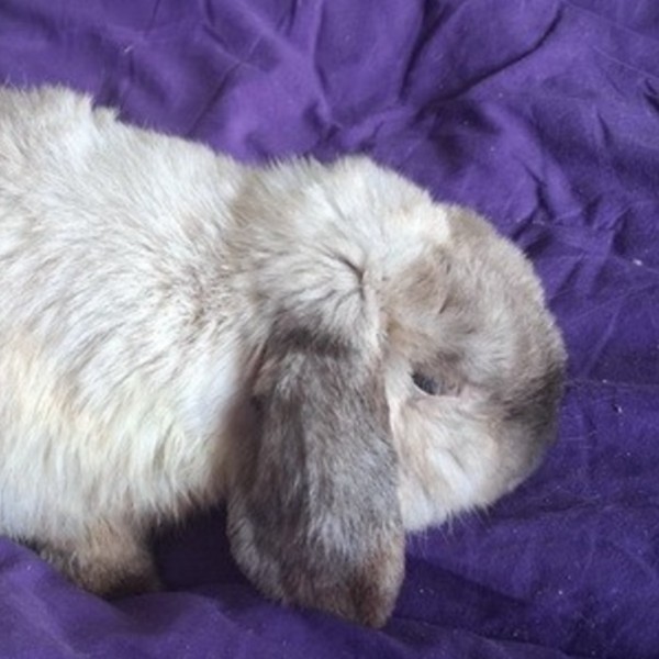 Photo de Mochi